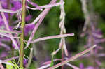 Fireweed